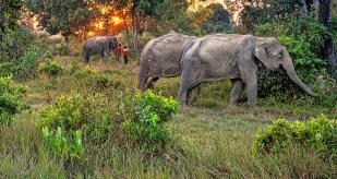 Kulen Elephant Forest